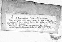 Coriolopsis gallica image